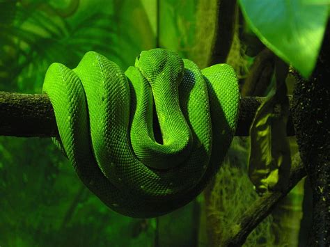 Reptiles Snake Animal Boa Boa Constrictor Green Hd Wallpaper