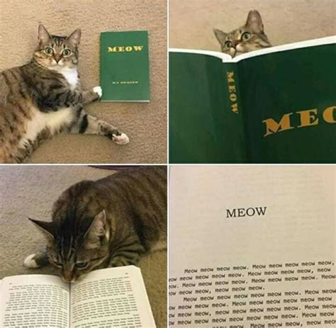Meow Meme Subido Por Sopaipilla Memedroid