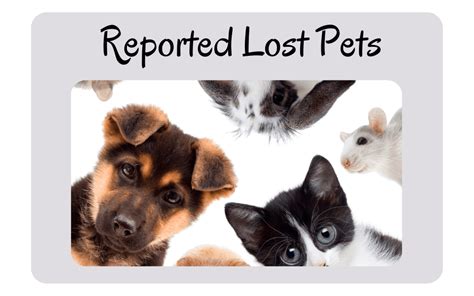 Lost And Found Pets Sumter County Fl Official Website
