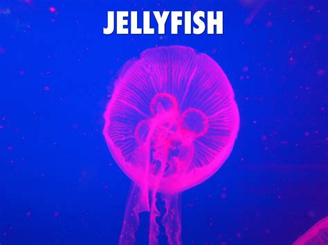Jellyfish By Michelle Jones