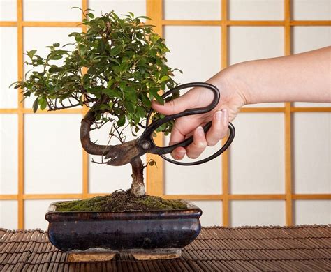 What Are Japanese Gardening Tools Learn About Traditional Japanese