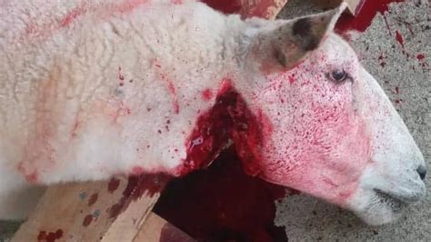 Petition · Stop Animal Abuse On Instagram ·