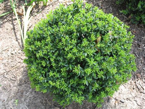 Korean Boxwood Wintergreen Broadleaf Evergreen Shrub Compact Mounde