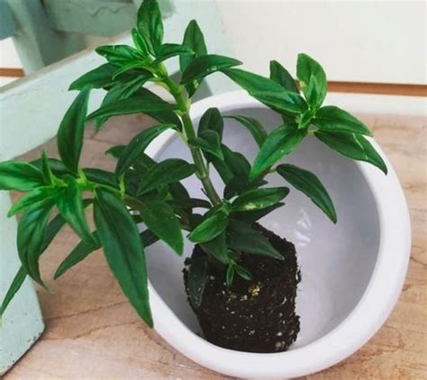 How did caring for it go? Columnea Care: How To Growing For Goldfish Plant ...