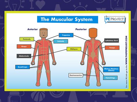 Free The Muscular System Poster Teaching Resources