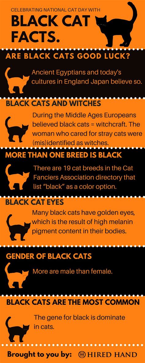 Celebrating National Cat Day With Facts About Black Cats Blackcats