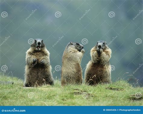Three Marmots Stock Photo Image Of Length Legs Animal 30845426