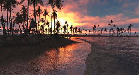 Download and use 100,000+ palm tree stock photos for free. nature, Landscape, Tropical, Beach, Sunset, Palm Trees ...