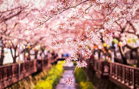 Wallpaper Branches Spring Japan Sakura Images For