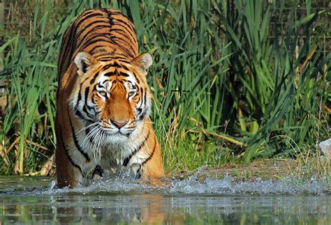 After a century of decline, tiger numbers are on the rise. Securing a future for tigers | Zoological Society of ...