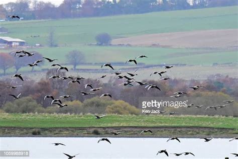 A Flock Of Pink Footed Geese Flies In To Rspb Loch Leven Part Of