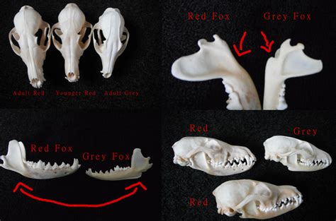 Red Fox Vs Grey Fox Skull By Wolfforce58205 On Deviantart