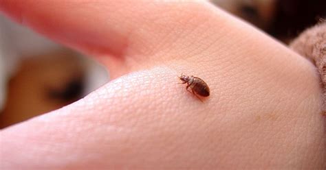 Good bed bug preparation requires teamwork! Experts Concerned As 'Bed Bug Epidemic' Explodes Across ...