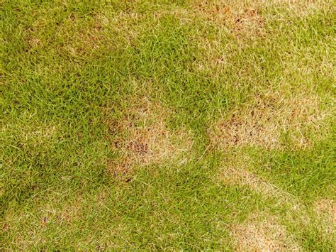Zoysia Diseases Tips For Dealing With Zoysia Grass Problems