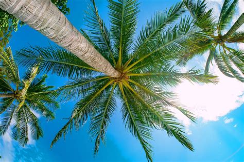 How Fast Do Palm Trees Grow Aandp Nursery