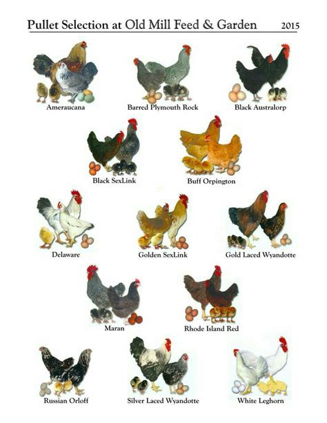 Pin By Dawn Toms On Chickens With Images Chicken Breeds Chart