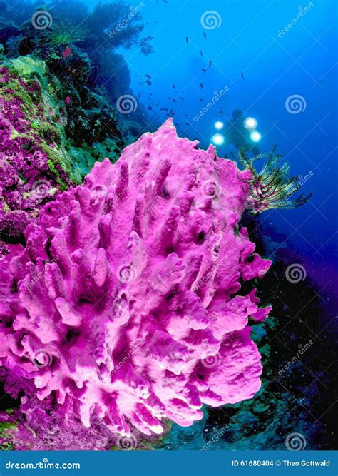 Diver Behind Pink Coral Stock Photos Free And Royalty Free Stock Photos