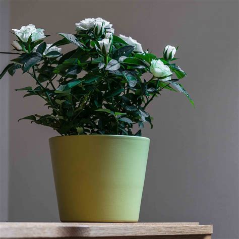 We're making london greener, and we want you to join us. Ivyline 440 Series 17cm Indoor Plant Pot in Matte Green ...
