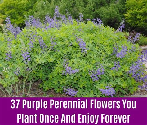 37 Purple Perennial Flowers You Plant Once And Enjoy Forever Purple