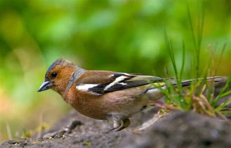 Wie sie vögel in den garten locken, einfach bestimmen und ihnen dauerhaften lebensraum schaffen. Tipps für die richtige Winterfütterung von Vögeln - TIER.TV