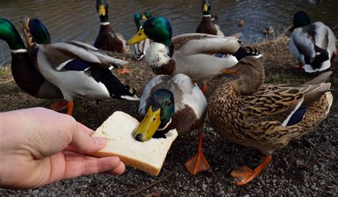 Can Ducks Eat Bread The Hip Chick