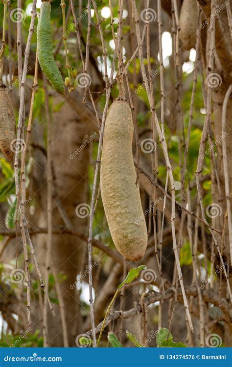 Kigelia Pinnata Or African Sausage Tree With Not Edible Hanging Fruits