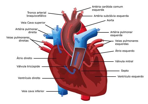 Sistema Cardiovascular Circulatório Fisiologia Humana Artofit