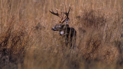 Deer Disease Leads To Reduced Hunting Licenses