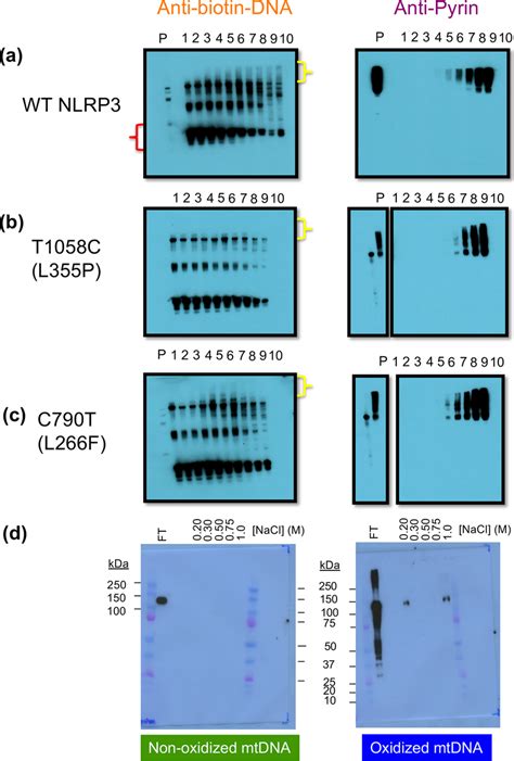 Nlrp Binds Oxidized Mtdna Constant Ox Mtdna Concentrations Were