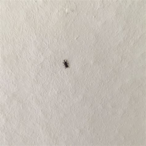4 monate, bei höheren temperaturen wesenrlich weniger. Hab im Zimmer Kleine schwarze Käfer? (Schädlinge)