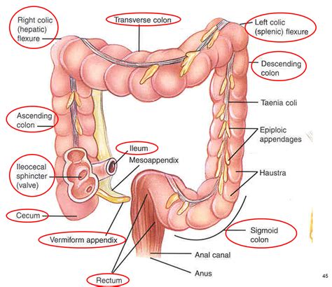 Digestive System Small Intestine Function Gross Anatomy Large Intestine Digestive System