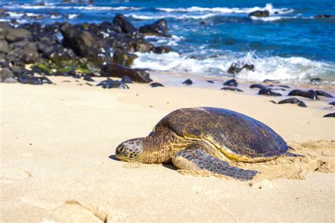 A Local Resident S Free Things To Do On North Shore Oahu The