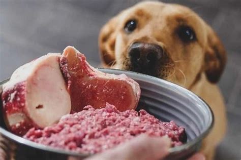 Alimentos Que Pueden Comer Tus Perros