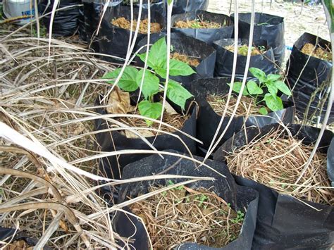 Sayuran cili menjadi salah satu ramuan dalam kebanyakan resepi masakan mampu hidup lebih subur didalam pasu sekiranya ditanam mengikut kaedah jarak tanaman adalah 5 cm antara baris dan 2 cm antara pokok. Tanaman Halia: Tanaman Cili Padi dalam Polybag dan ditanah.