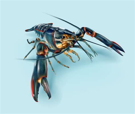 Crayfish Stock Illustrations 12945 Crayfish Stock Illustrations