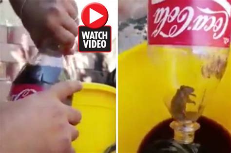 Dead Mouse In Coca Cola Bottle Argentinian Man Films Horrifying Find