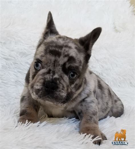 Do you have a favorite english bulldog name? French Bulldog Boy Blue Merle Quad Carrier Chocolate Merle ...
