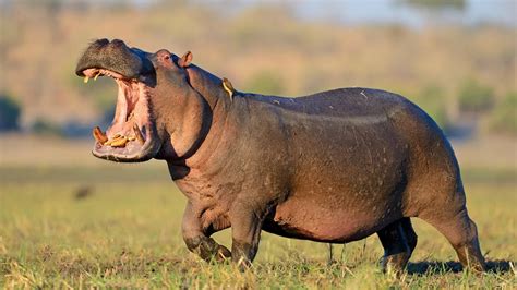 Así Sobrevivió A Un Brutal Ataque De Un Hipopótamo
