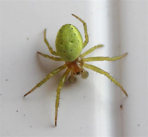 Green Spider Green Orb Weaver Araniella Cucurbitina Flickr