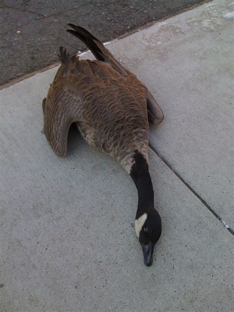 Dead Goose On The Sidewalk Joshua Shapiro Flickr