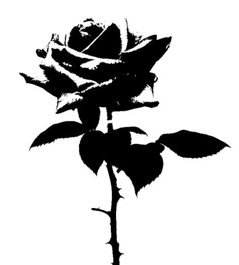 We did not find results for: Rose Stencil | Rose stencil, Stencil graffiti, Stencil art