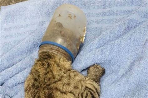 Cat With Head Stuck In Jar Finally Rescued After Two Weeks