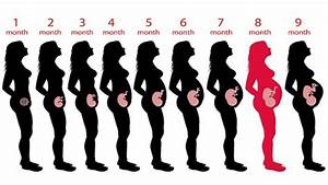 9 Month Pregnancy Chart On Babys Growth Development Chart Walls