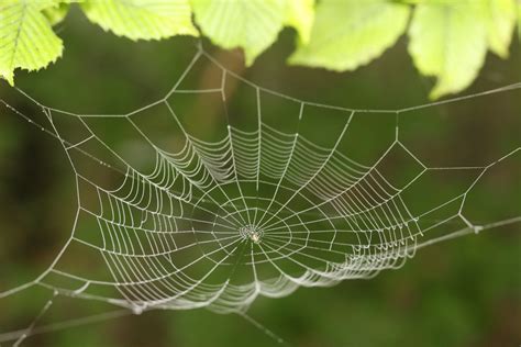 Free Images Nature Leaf Ripe Green Insect Fauna Material