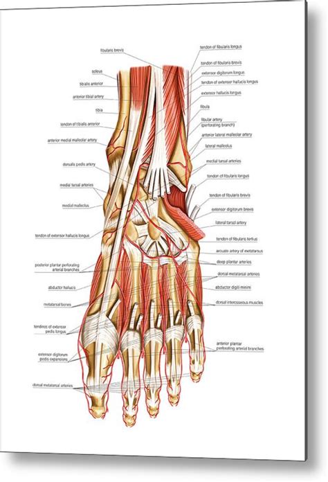 Arterial System Of The Foot Metal Print By Asklepios Medical Atlas The Best Porn Website