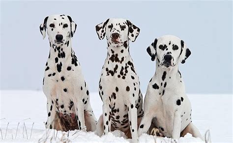 Dalmatian Complete Dog Breed Information Petmoo