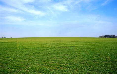 Wallpaper Greens Field The Sky Grass Horizon Images For Desktop
