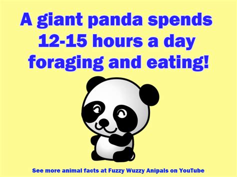 Panda Facts For Kids How Much Time Does A Giant Panda Spend Eating