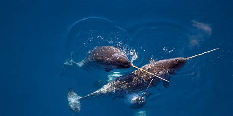 Narwhal Facts Toothed Whale Endangered Large Marine Mammal