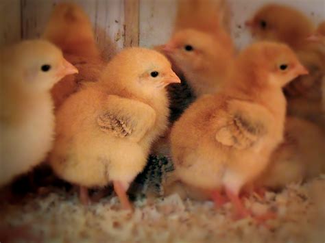 What Do Baby Chicks Eat Chick Starter Feed Is Key For Lifetime Success Cherokee Feed Seed